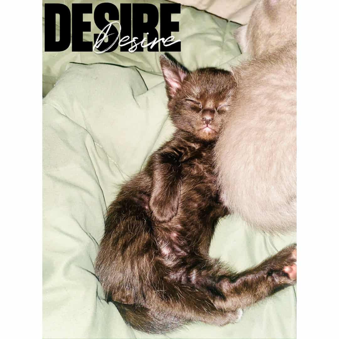 ✨ Tiny Gentlemen Ready for Their Forever Homes ✨ image 3