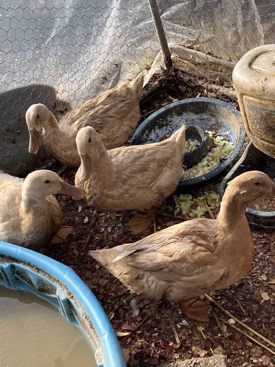 Ducks and Quail image 1