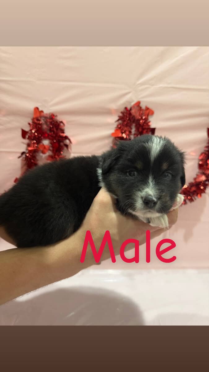 Need a Valentine? These babies are perfect! image 8