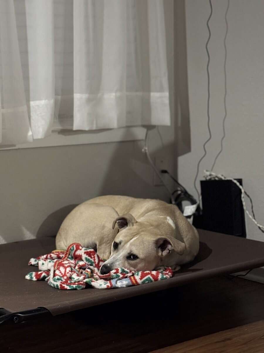 Free dog image 2
