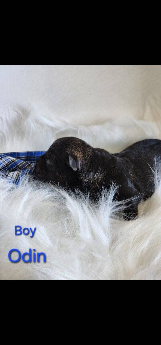 Miniature schnauzer odin image 2