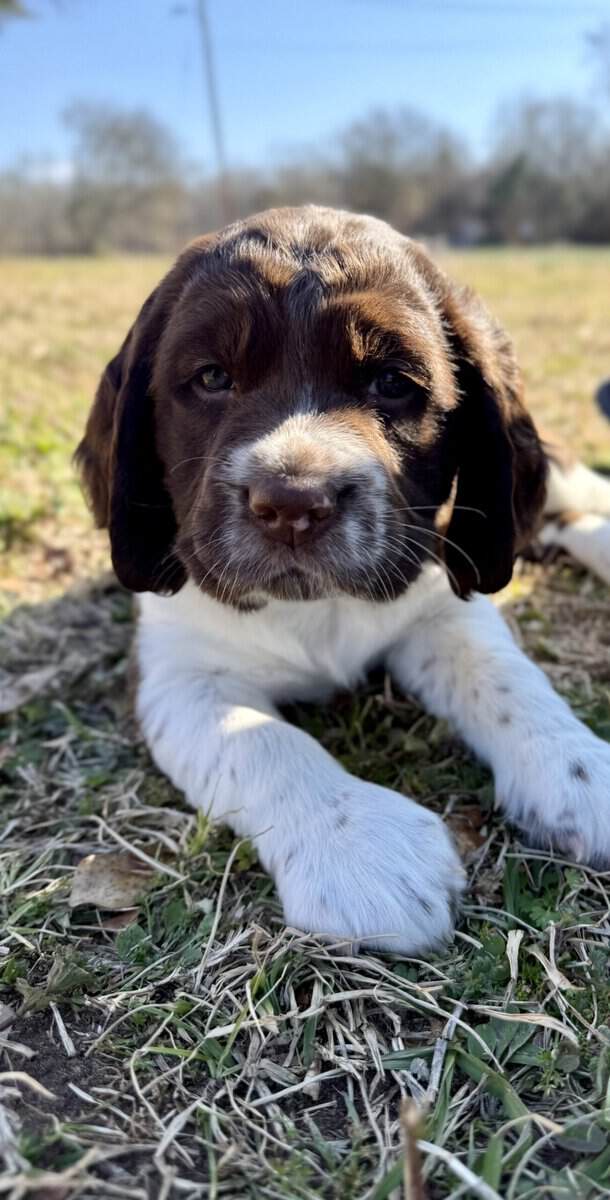 Female English Springer Spaniel puppy image 2