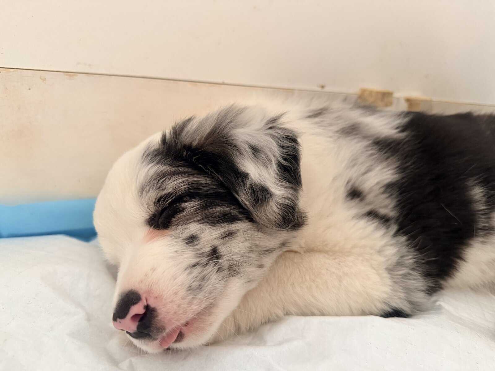 Border Collie Pups - READY NOW! image 9