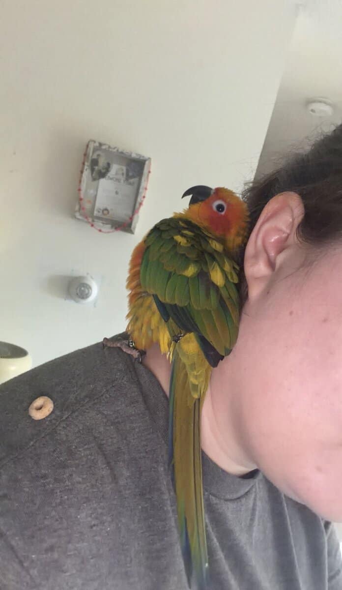 Baby Sun conure image 1