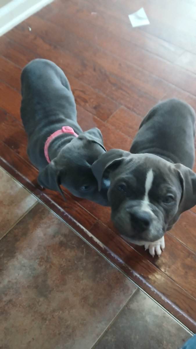 Pure Blue Pitbulls image 1