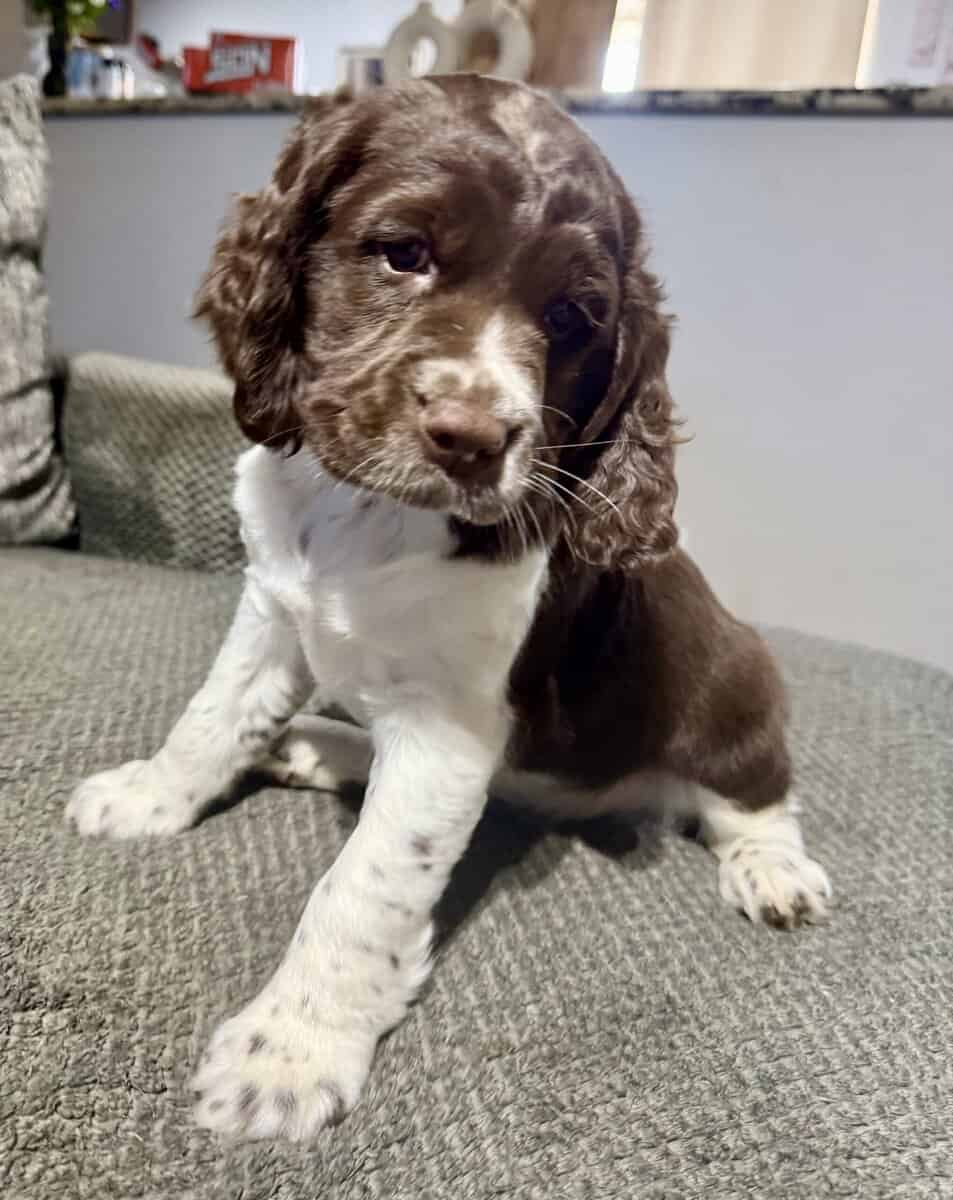 Female English Springer Spaniel puppy image 1