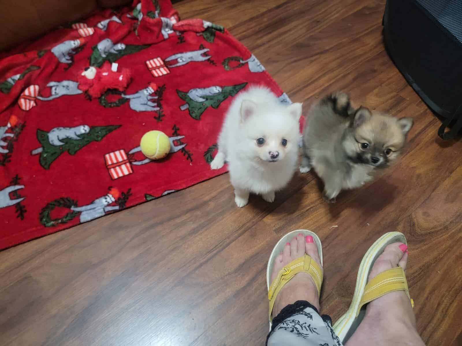 Pomeranian pup image 3