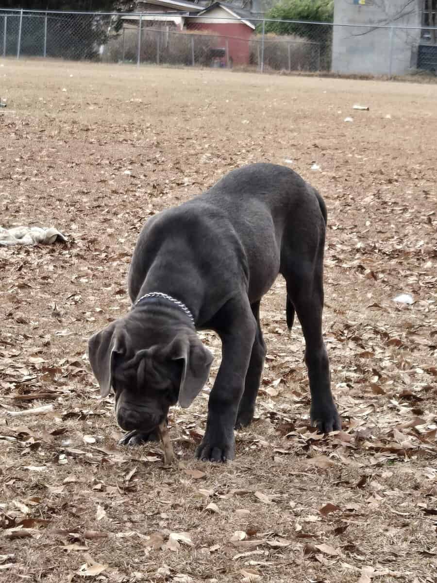 Huge cane corso image 2