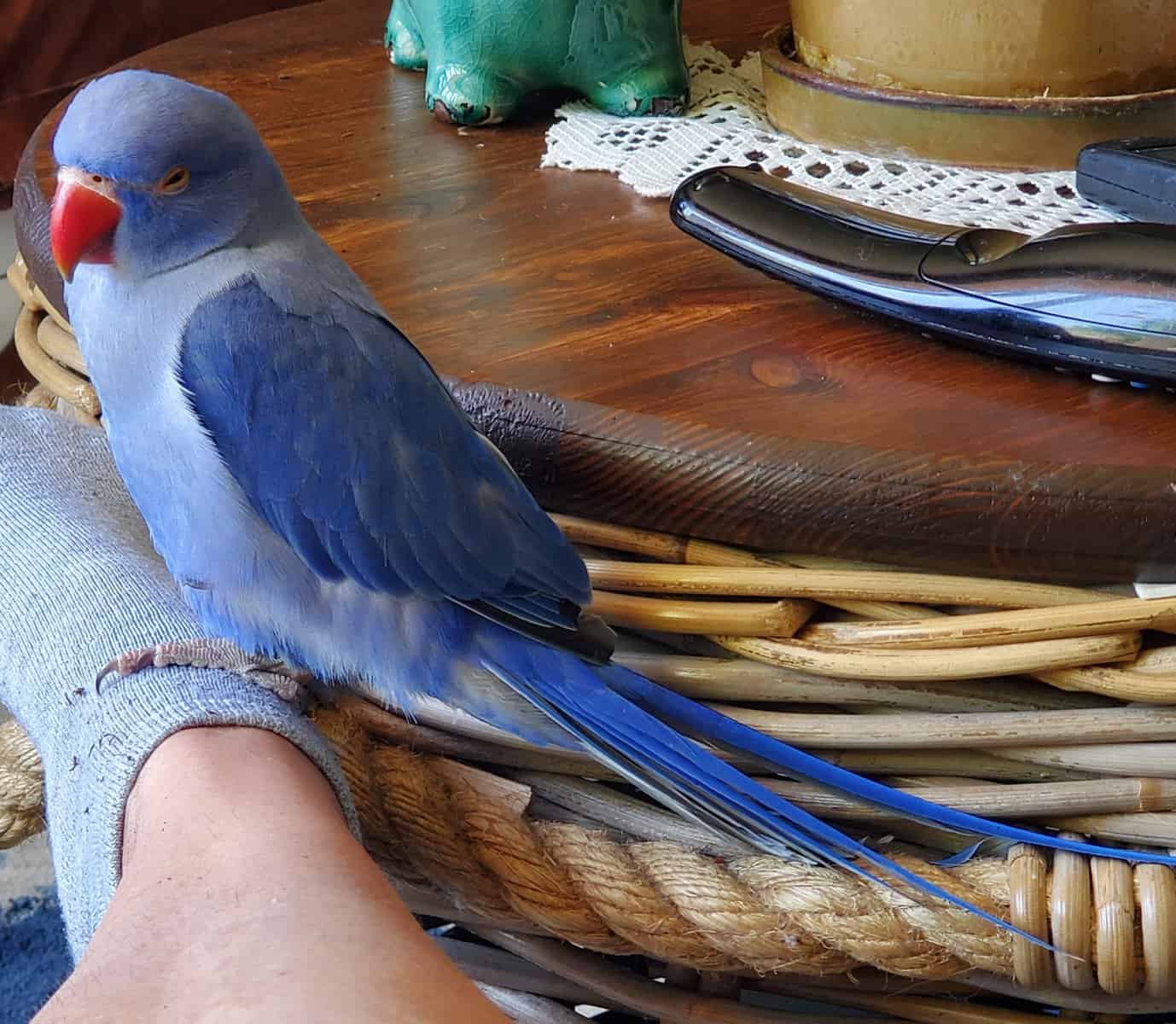 Indian Ringneck babies image 2