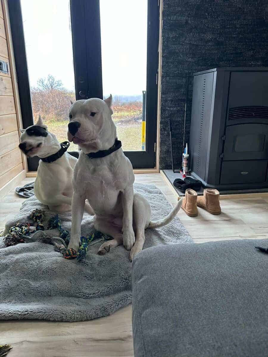 Akc dogo argentino puppies image 15
