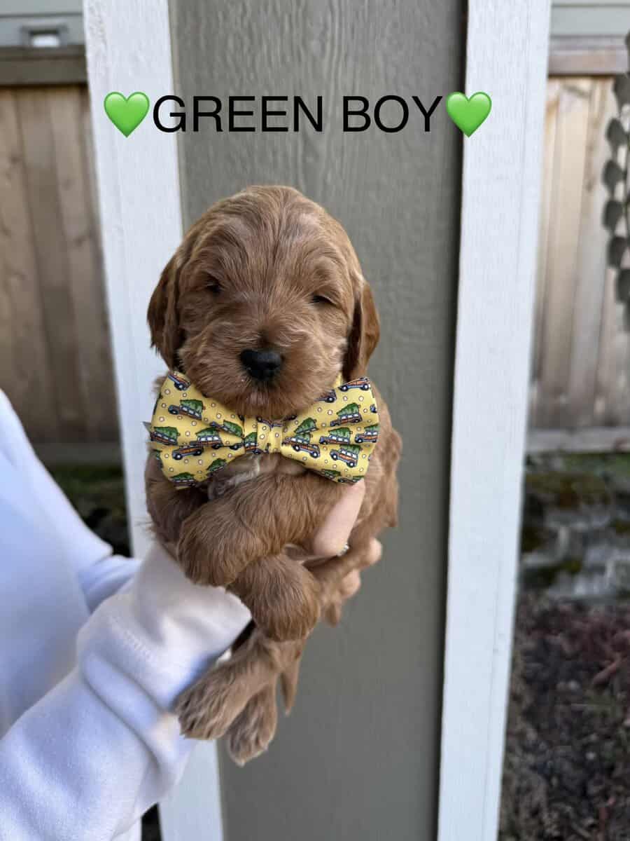 Min golden doodle puppies image 5