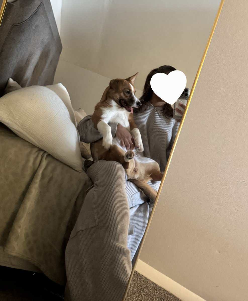 CORGI DACHSHUND needs new home. image 2