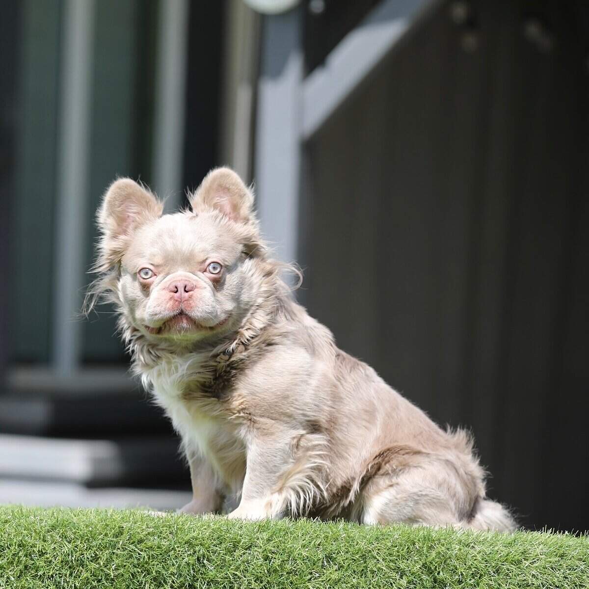 French Bulldog Stud image 1