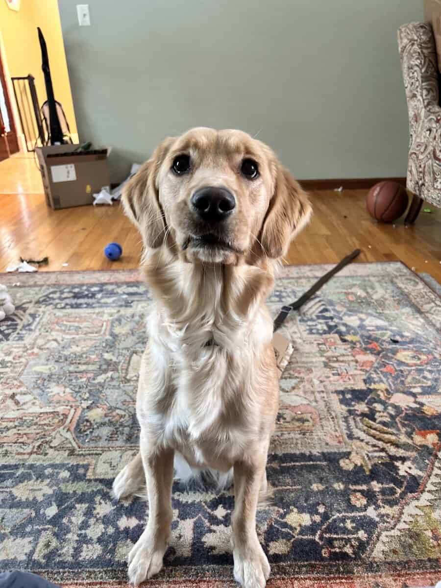 Mika-13 month old- Golden Retriever image 1
