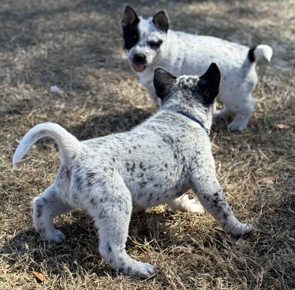 Blue Heeler Puppies for sale image 4