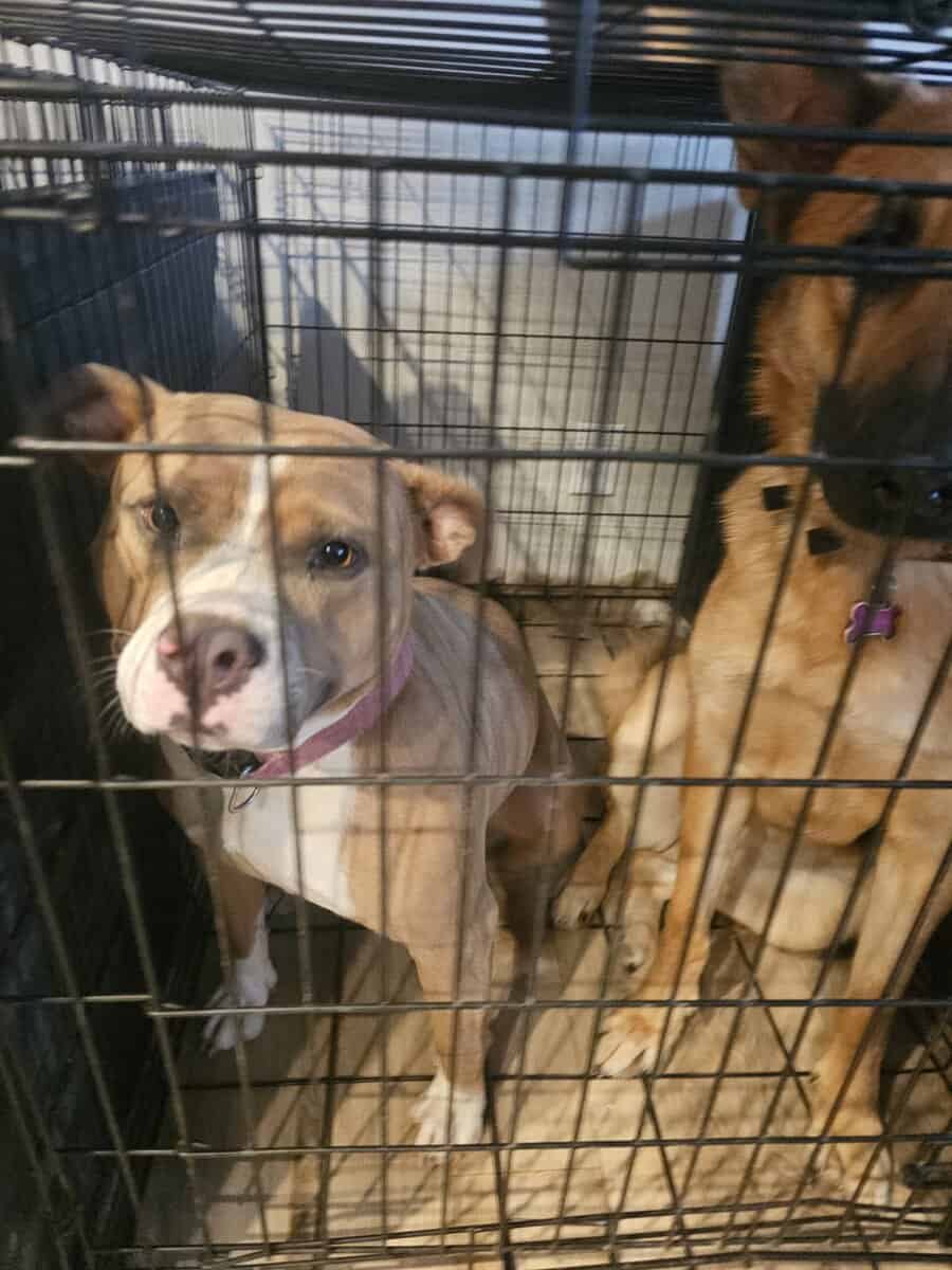 Labrador and Pit mix puppies desperate for homes image 11