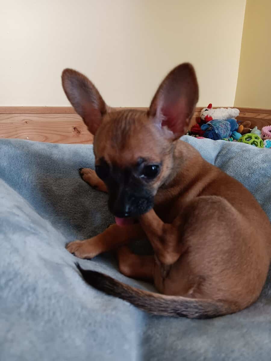 Chihuahua image 3