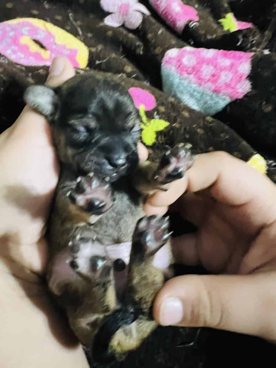 Chihuahuas image 18