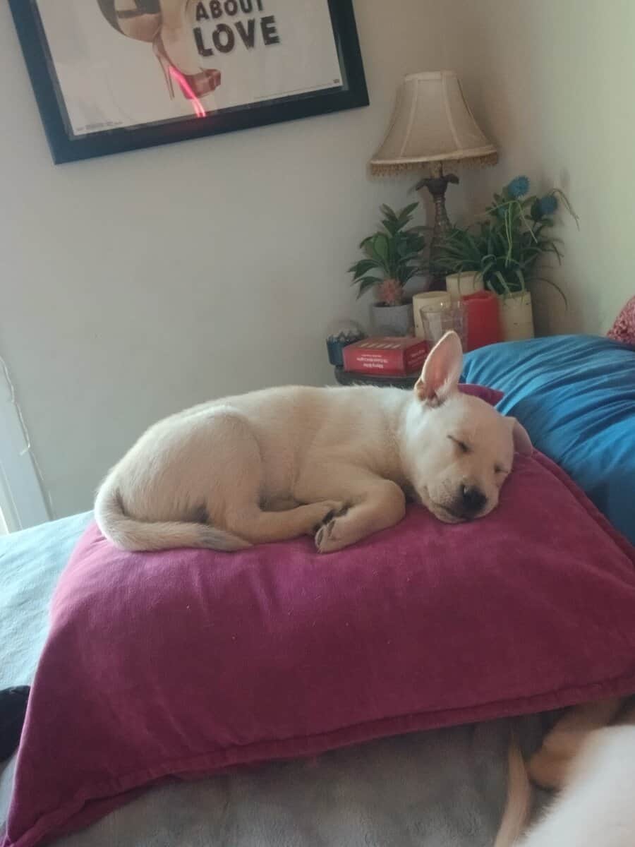 Puppies image 1