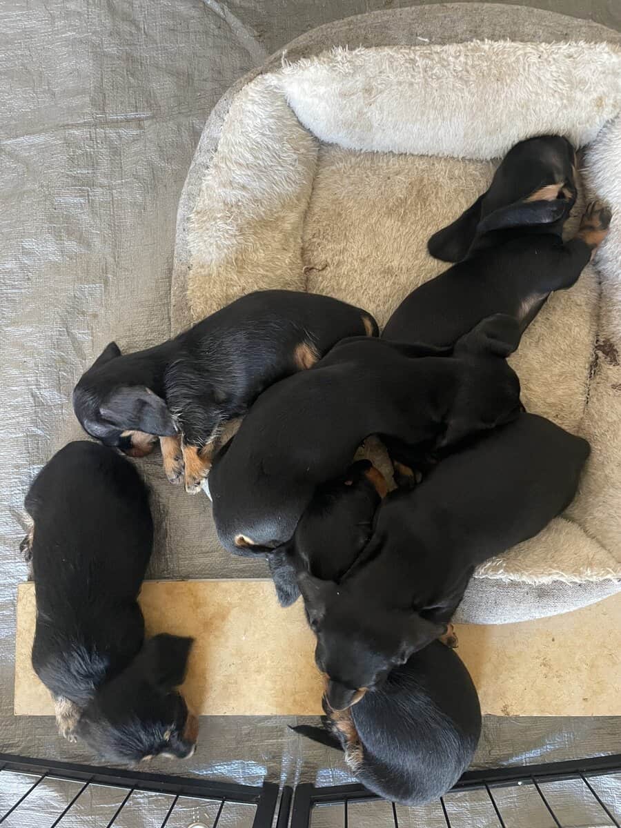 Female Miniature Dachshounds image 5