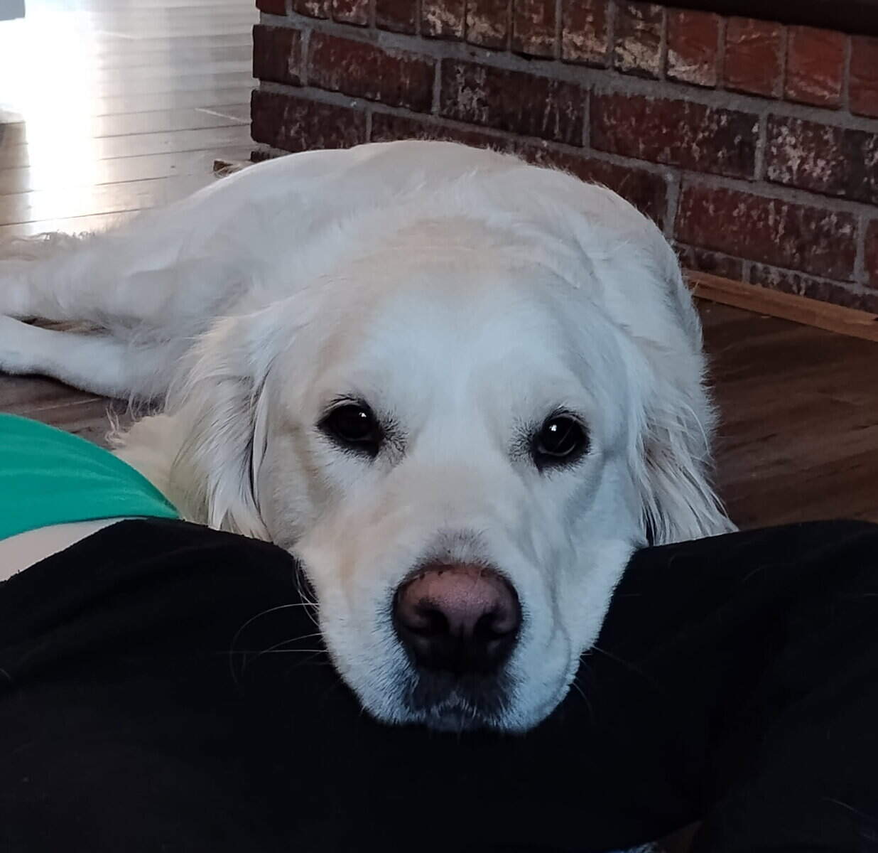 UPCOMING Litter of AKC English Golden Retrievers image 8