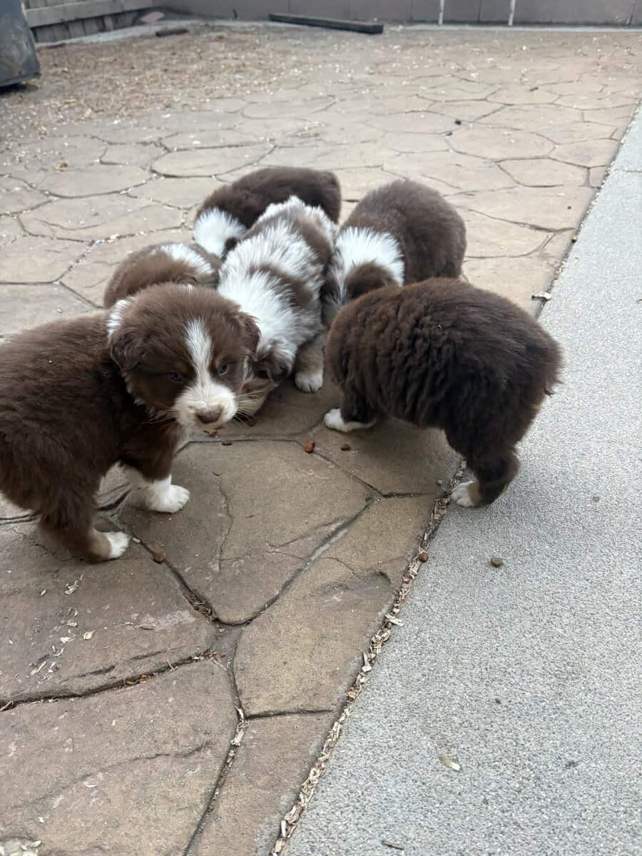 Australian Shepherd Puppies image 4