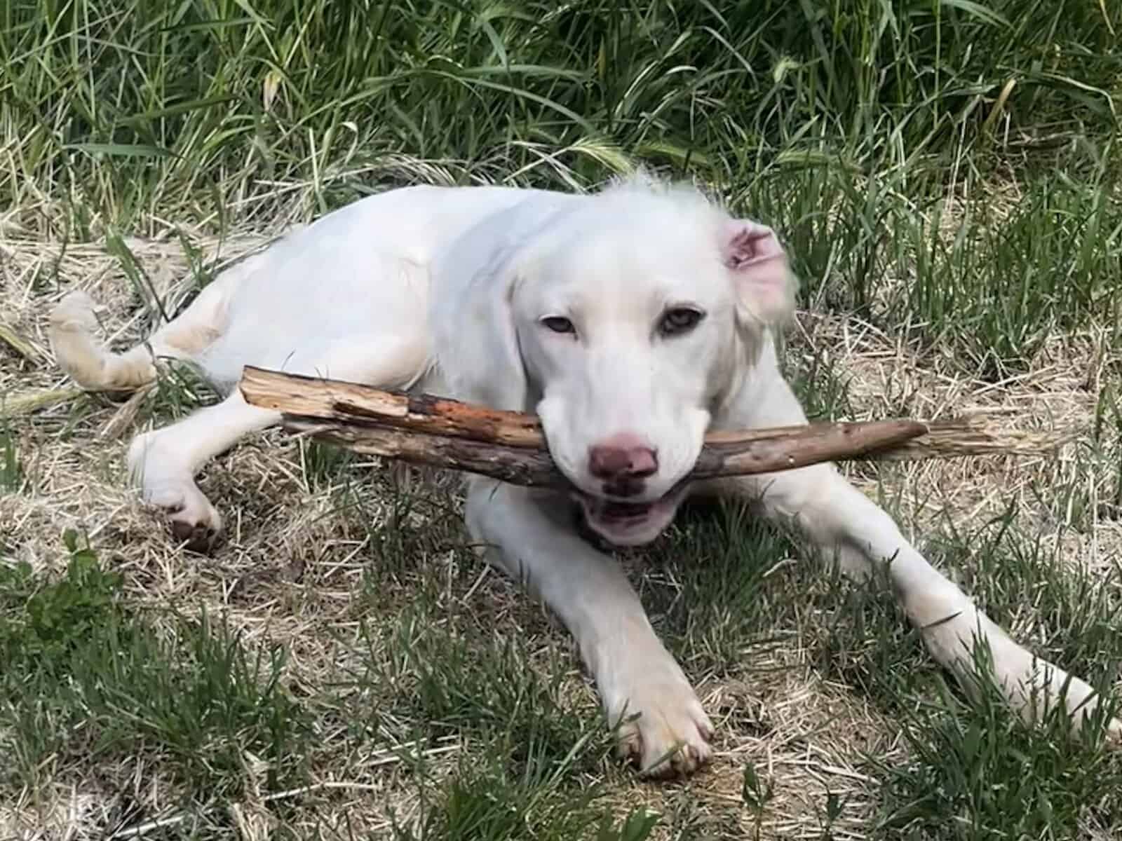 Luna the Sweet, Deaf Spaniel Mix image 3