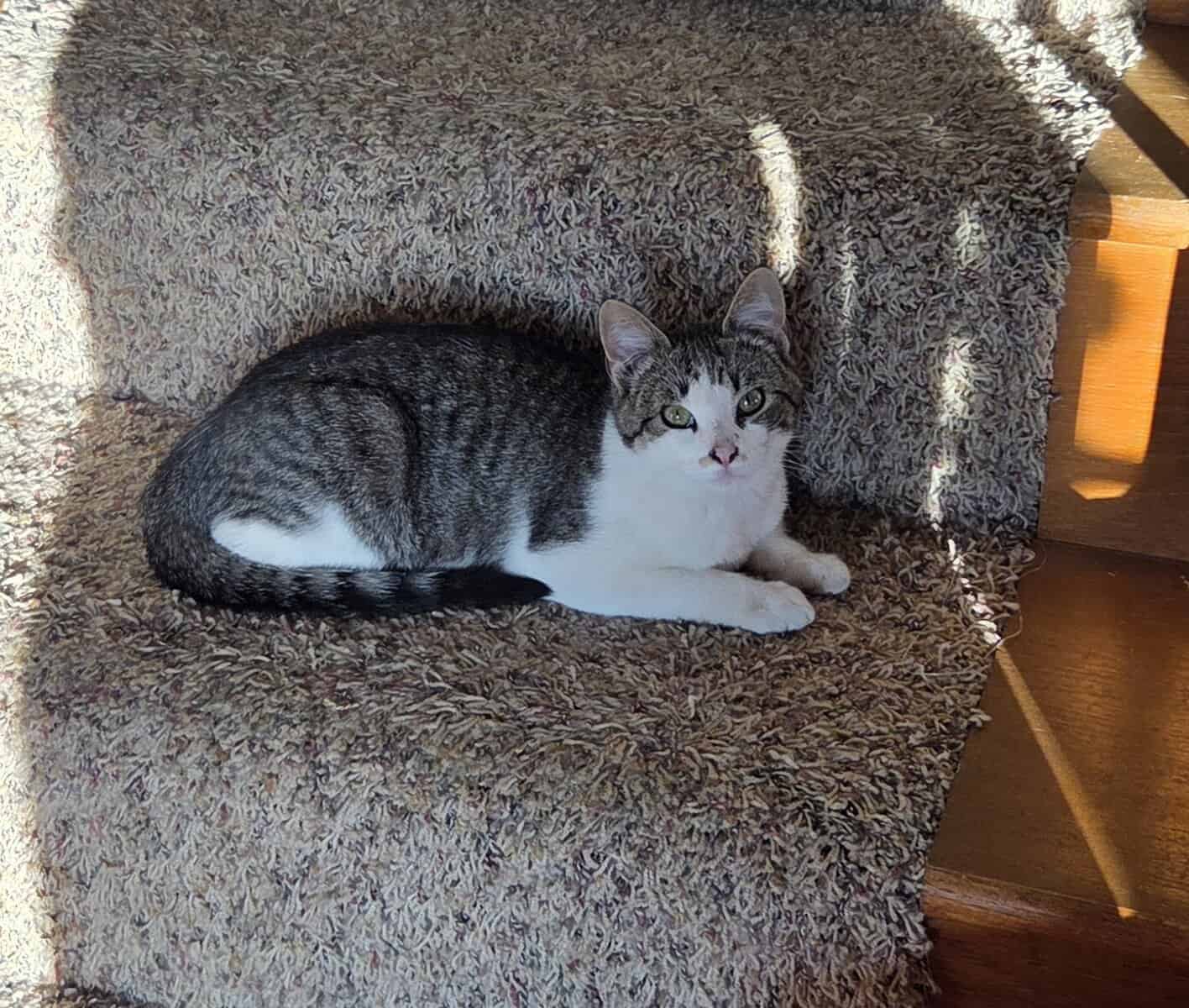 Free kittens to loving homes. image 2