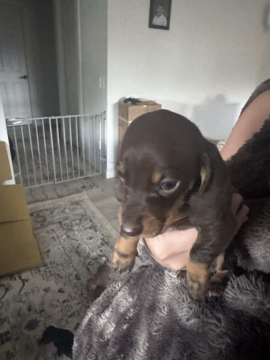 Mini dachshunds image 6