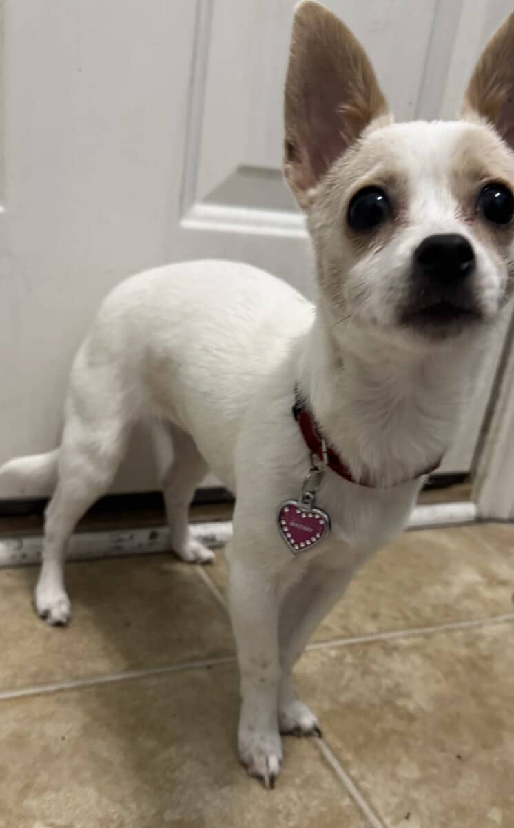 Chihuahua image 2