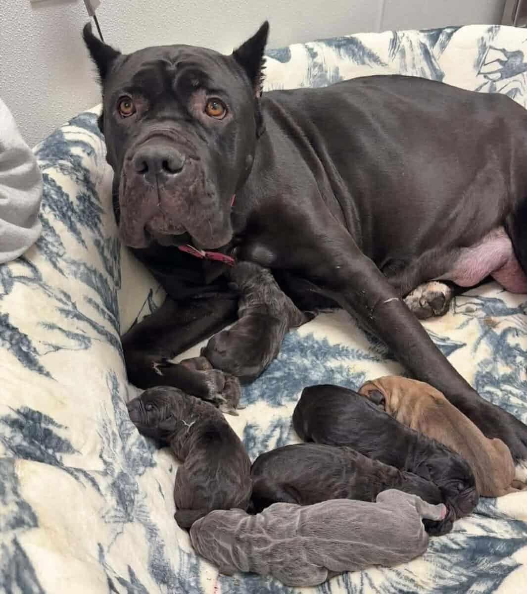 Cane Corso Puppies for Adoption image 1