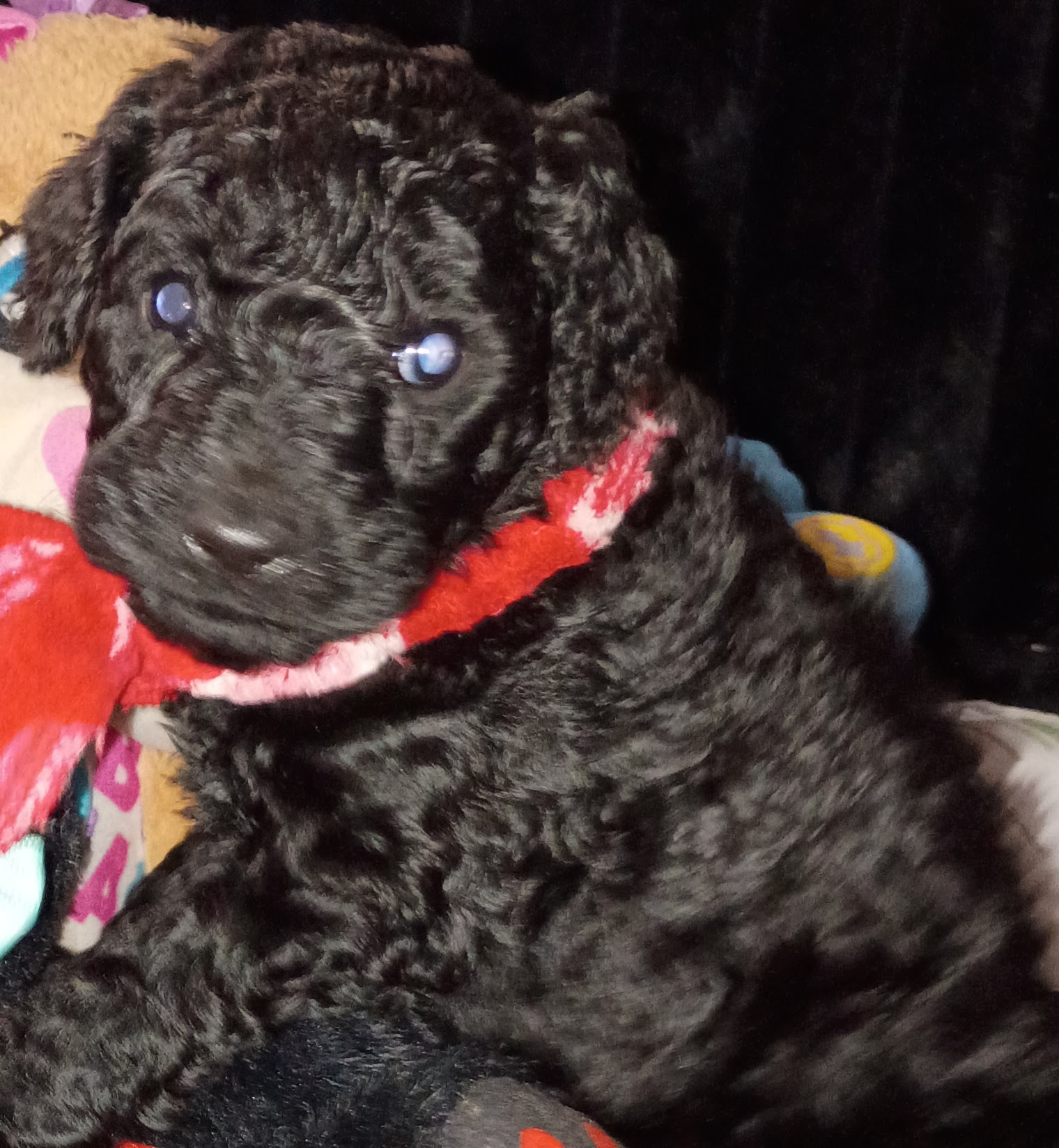 Labradoodles image 6