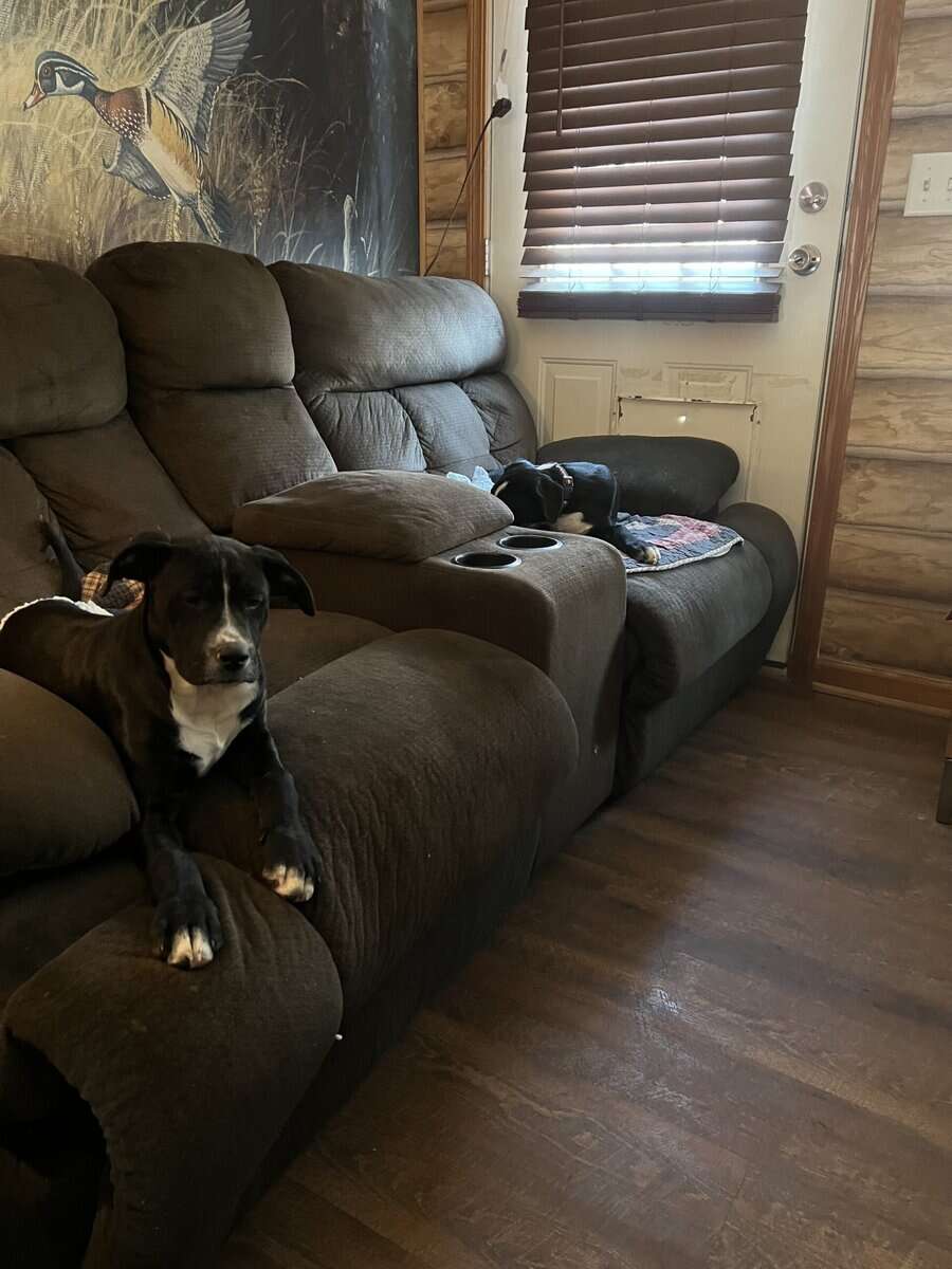 14 week old puppies image 6