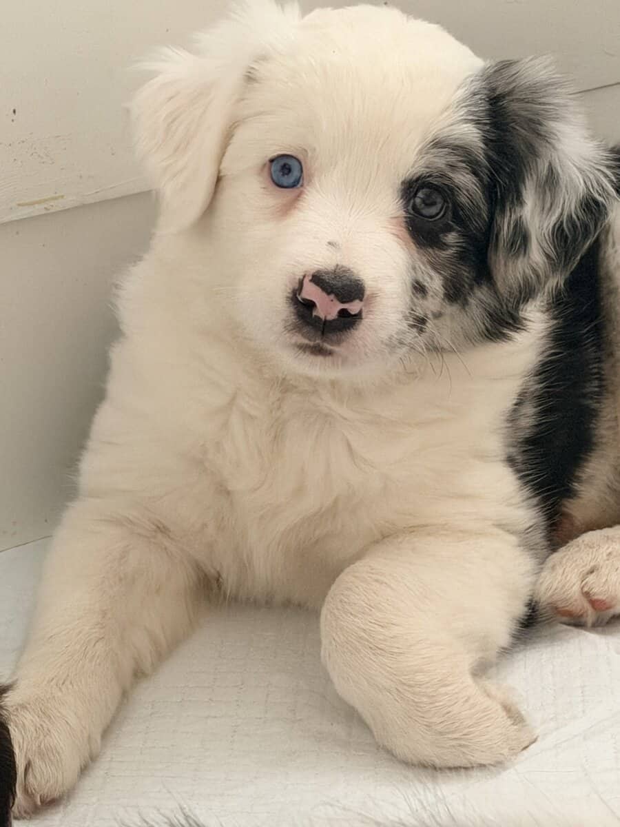 Border Collie Pups - READY NOW! image 11