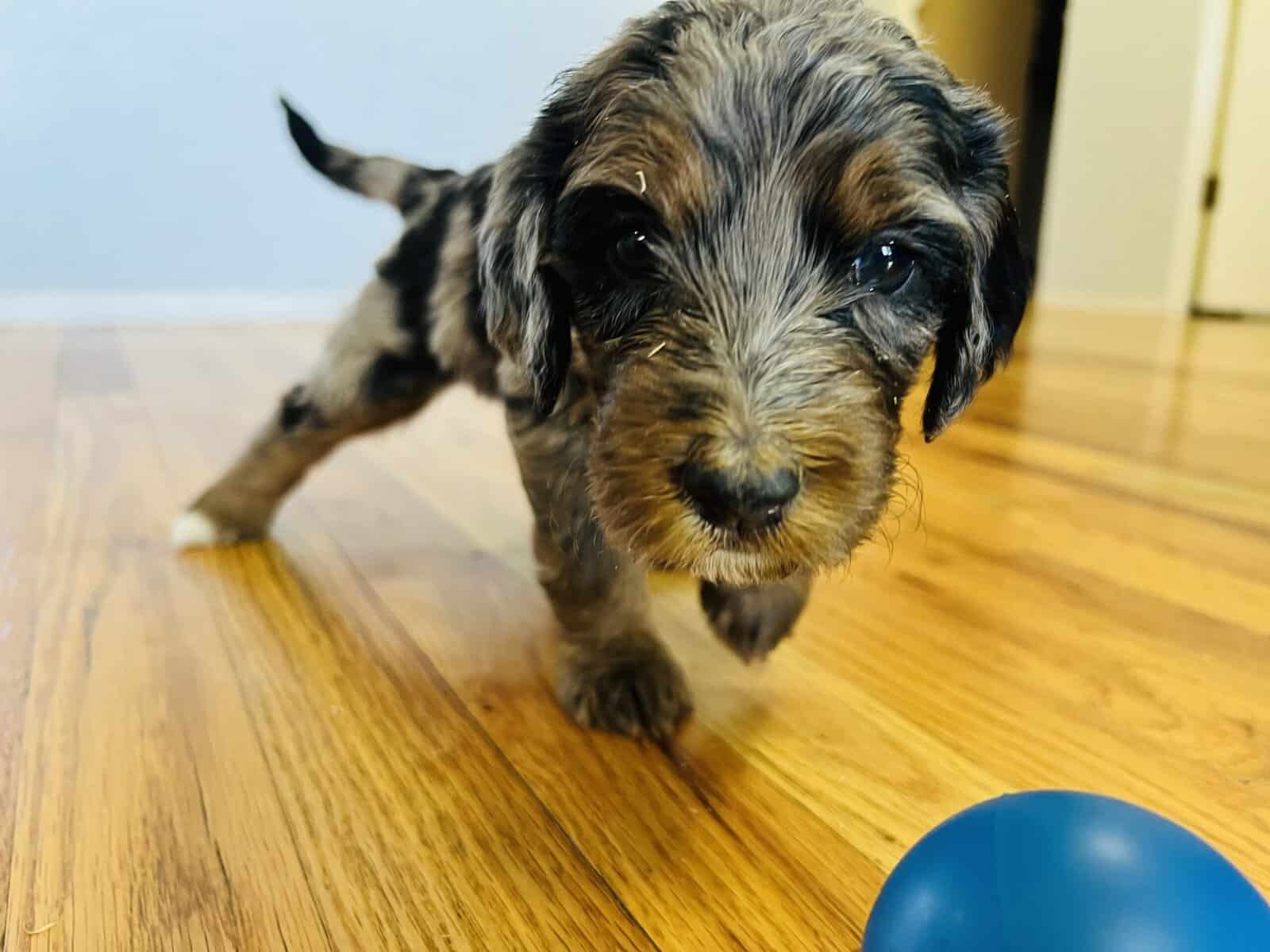 Bernedoodles F1b Southwest image 1