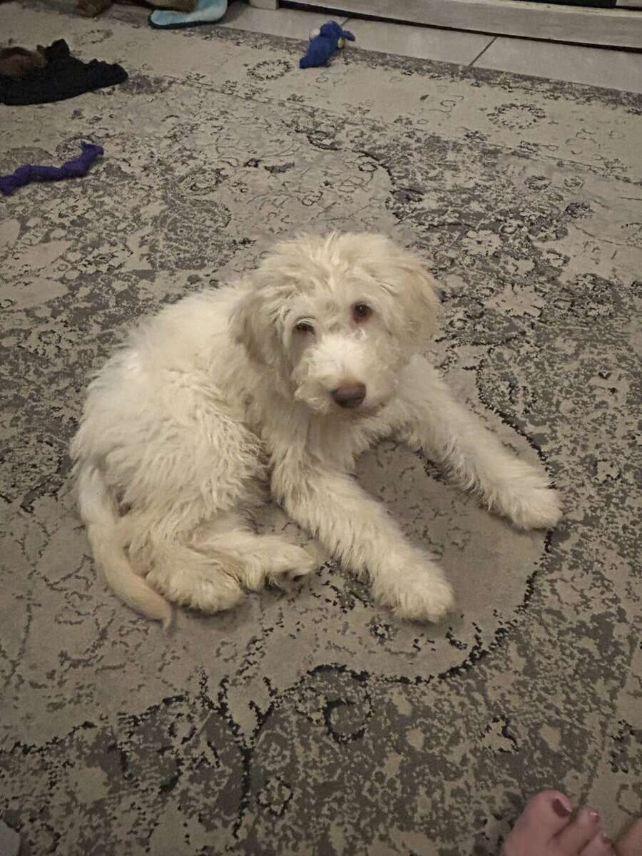 Labradoodle puppy image 2
