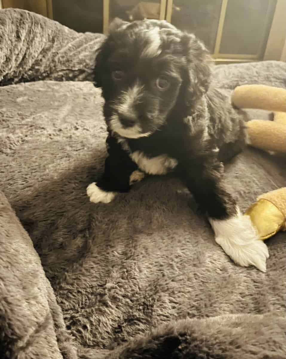 Bo adorable Aussie Doodle puppy image 6