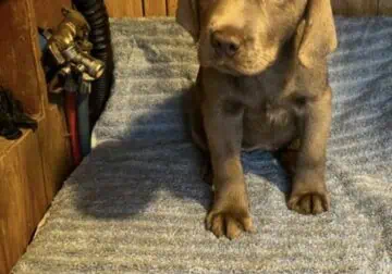 Silver lab puppies