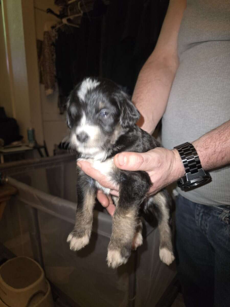 Labradoodle hybrid needs forever home image 3