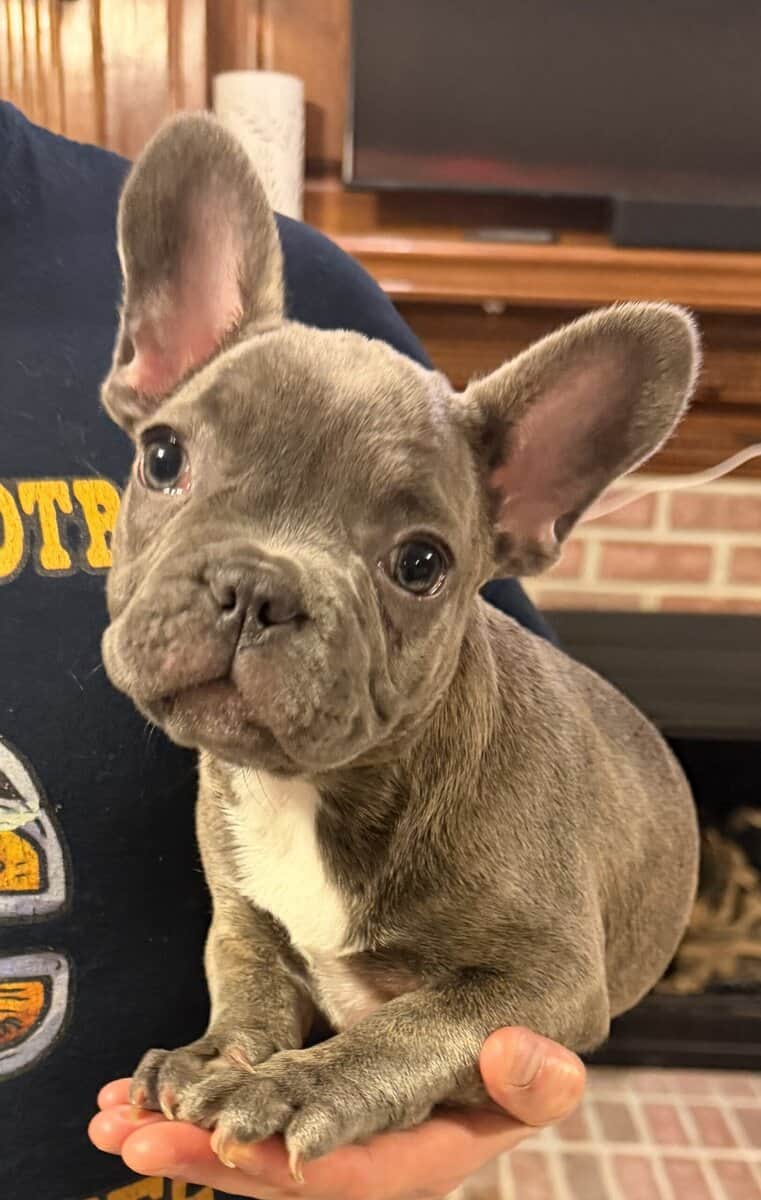 French Bulldog Puppies image 8