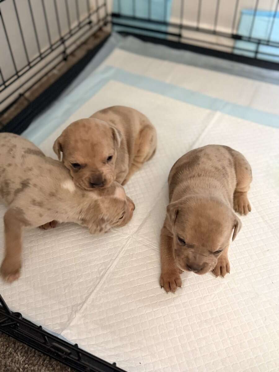Exotic APB x XL Bully Puppies image 8