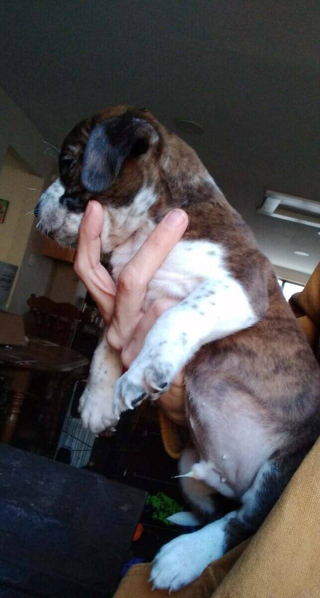 Puppies image 3