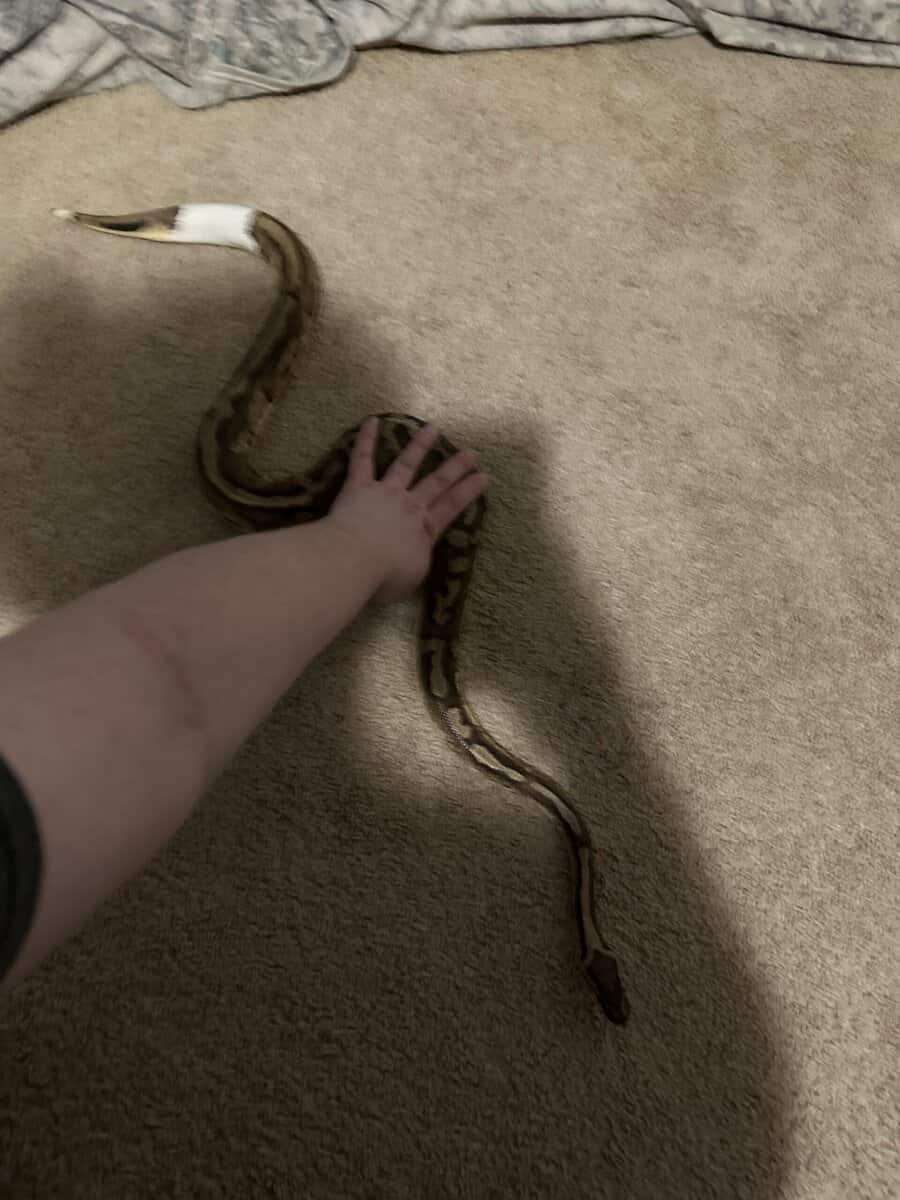 Pied Ball Python image 3