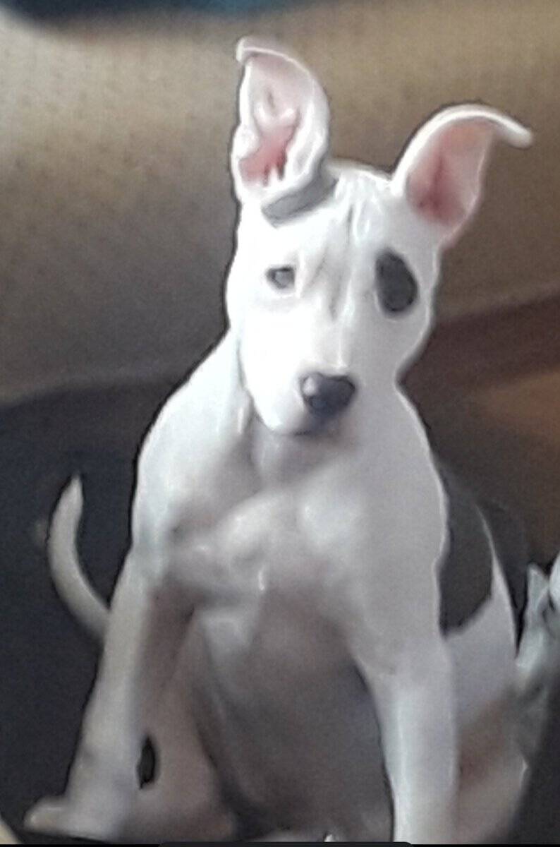ISO Pitbull female PUPPY image 1