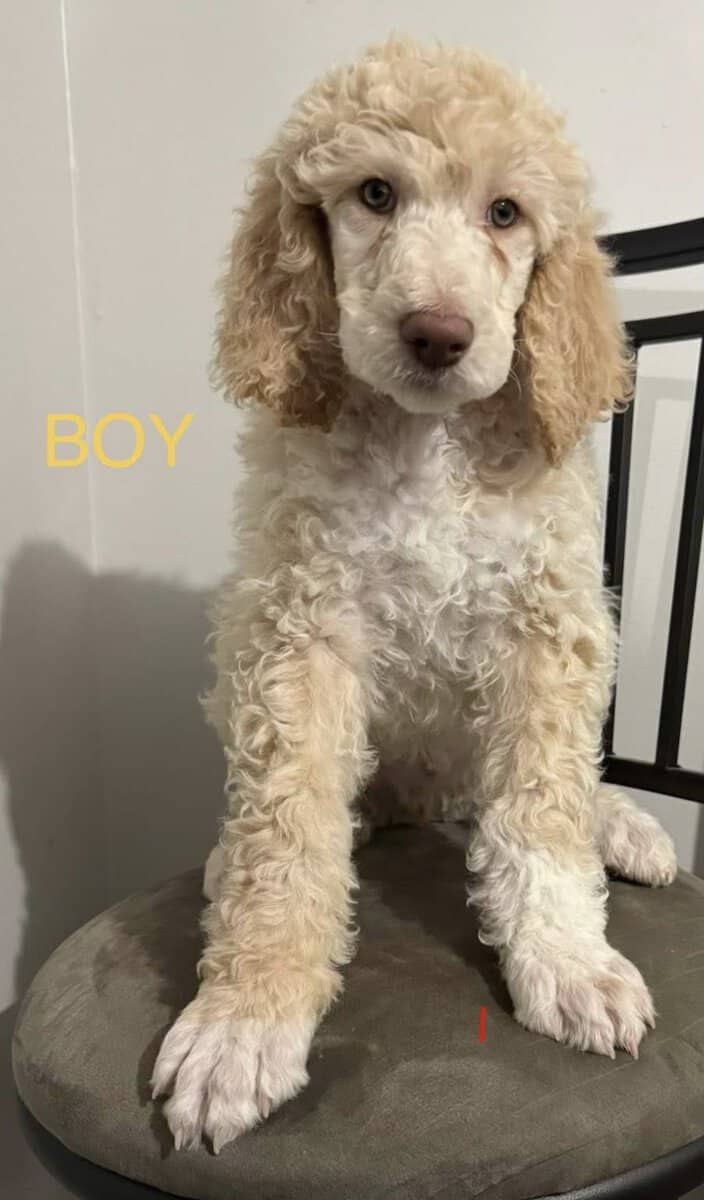 Standard Poodle Puppies image 3