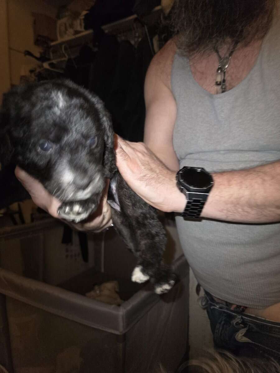 Labradoodle hybrid needs forever home image 1