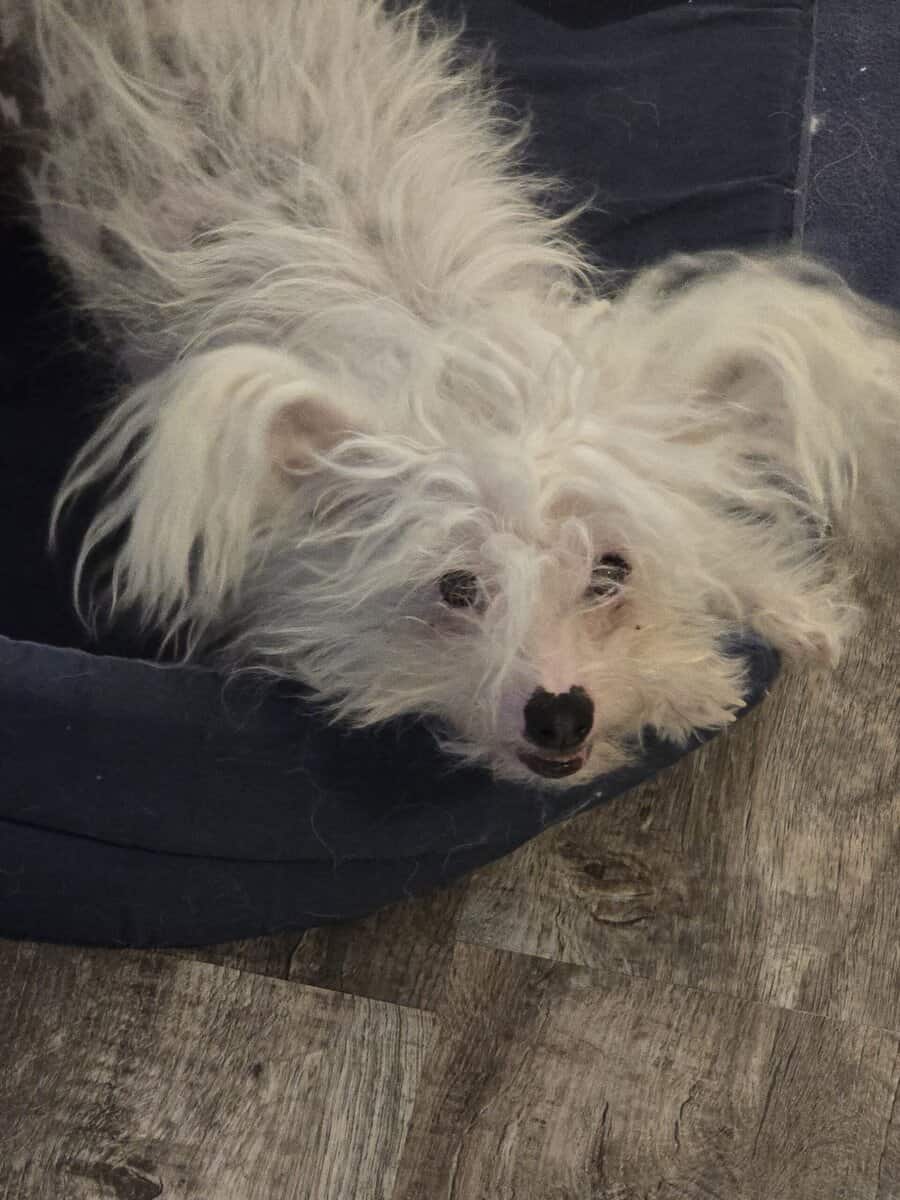 Chinese crested H.H Ship Included image 4