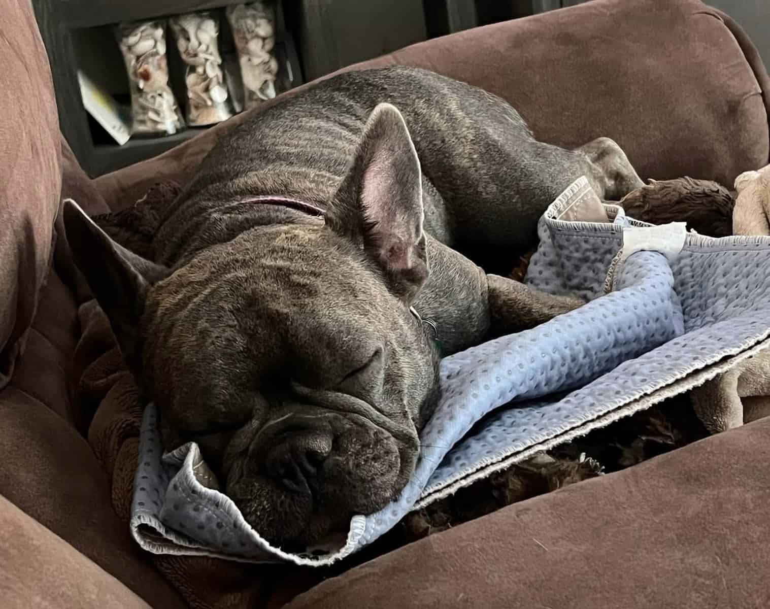 French Bulldog image 1