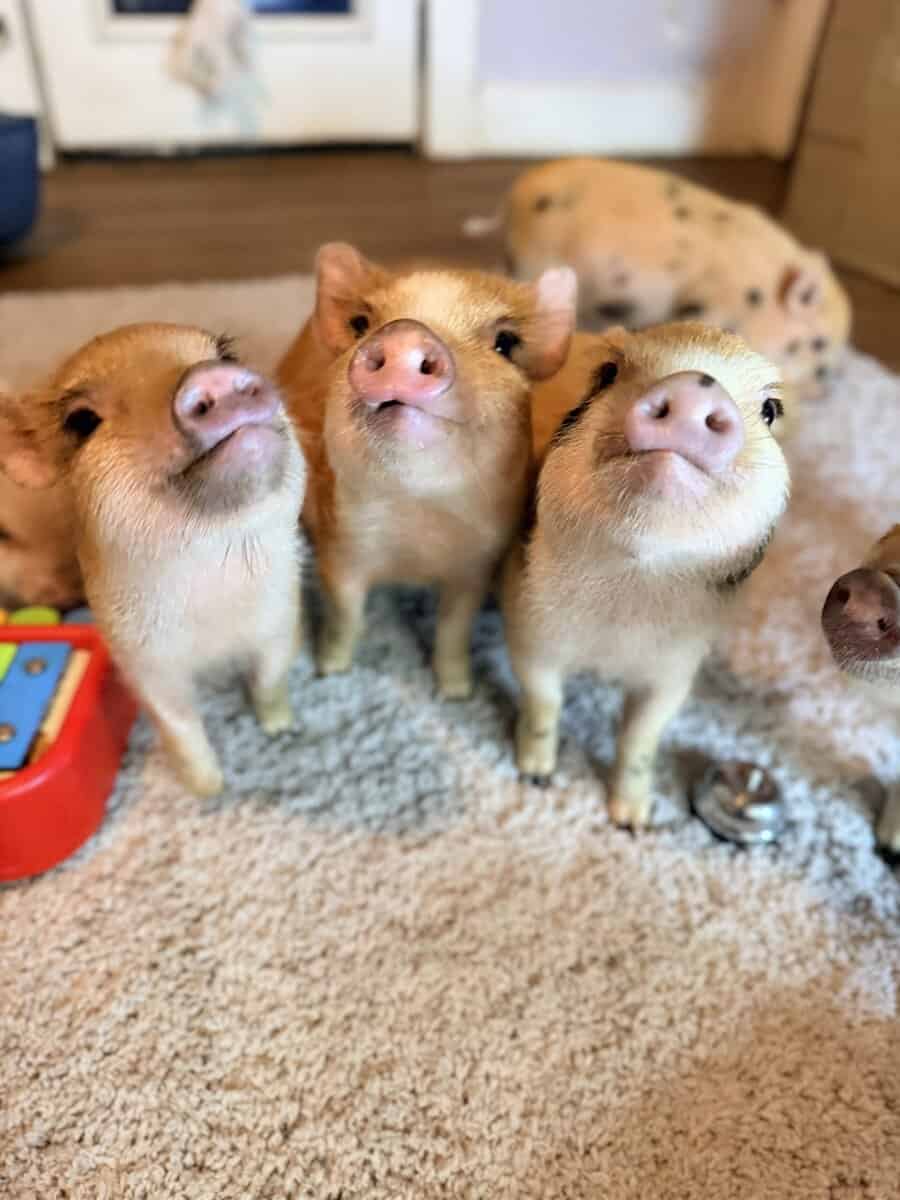 Register Mini Pigs image 3
