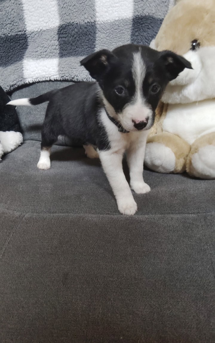 Domino Needs a Good Home image 1